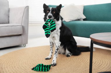 Yaramaz Sınır Köpeği Collie içeride çorap çiğniyor.