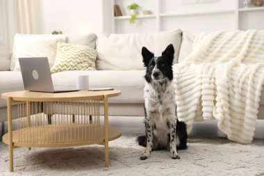 Sevimli Border Collie köpeği evdeki kahve masasının yanında oturuyor.