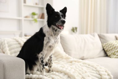 Evdeki kanepede oturan sevimli Border Collie köpeği. Metin için boşluk