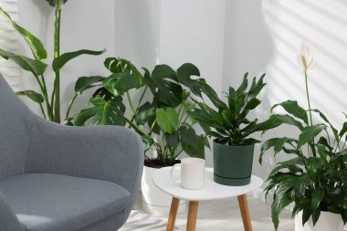 Comfortable armchair, side table and different potted houseplants indoors, closeup