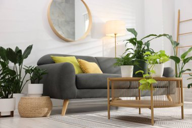 Rahat bir kanepe, kahve masası ve farklı saksı bitkileri.