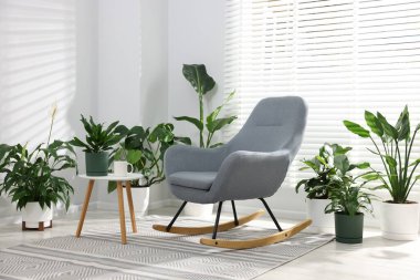 Sallanan sandalye ve farklı saksı bitkileri.