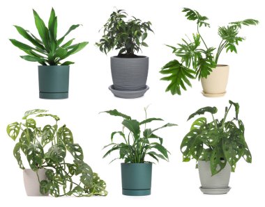 Beyaz tencerelerde farklı ev bitkileri, koleksiyon.