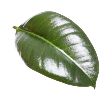 Ficus elastica bitkisinin taze yeşil yaprağı beyaza izole edilmiş.