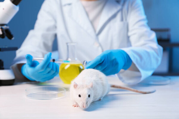 Scientist with syringe and rat at white wooden table in laboratory, closeup. Animal testing