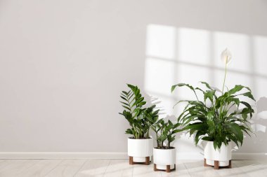 Beyaz duvarın yanındaki çömleklerde farklı güzel bitkiler. Metin için boşluk