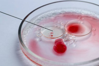 Tüp bebek tedavisinde. Beyaz arka planda sıvı örneği olan iğne ve petri kabı, yakın plan.