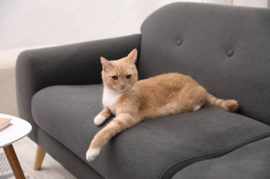 Evdeki kanepede yatan sevimli kızıl kedi.