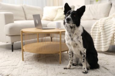 Sevimli Border Collie köpeği evdeki kahve masasının yanında oturuyor.