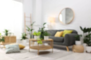 Rahat kanepe, kahve masası ve farklı saksı bitkilerinin bulanık görüntüsü.