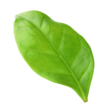 Bir yeşil kakao yaprağı beyaza izole edilmiş.