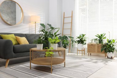 Rahat bir kanepe, kahve masası ve farklı saksı bitkileri.