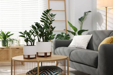 Rahat bir kanepe, kahve masası ve farklı saksı bitkileri.