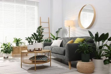 Rahat bir kanepe, kahve masası ve farklı saksı bitkileri.