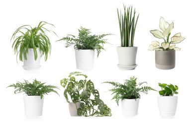 Beyaz tencerelerde farklı ev bitkileri, koleksiyon.