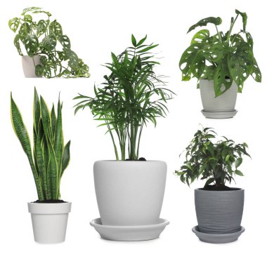 Beyaz tencerelerde farklı ev bitkileri, koleksiyon.