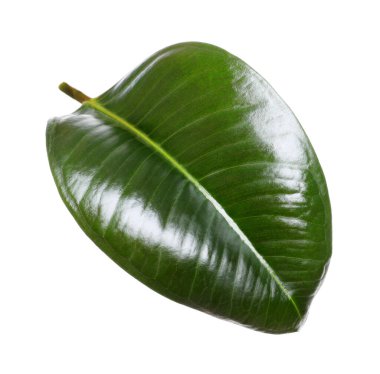 Ficus elastica bitkisinin taze yeşil yaprağı beyaza izole edilmiş.