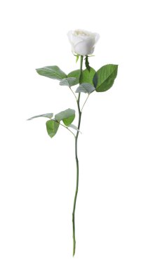 Çiçek açan gül bembeyaz. Güzel çiçek.