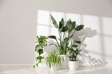 Beyaz duvarın yanındaki çömleklerde farklı güzel bitkiler. Metin için boşluk