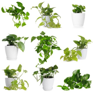 Yeşil canlı şeytanın sarmaşığı beyaz sette izole edilmiş. Ev bitkisi