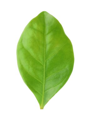 Bir yeşil kakao yaprağı beyaza izole edilmiş.