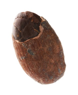 Bir doğal kakao çekirdeği beyaz üzerine izole edilmiş.