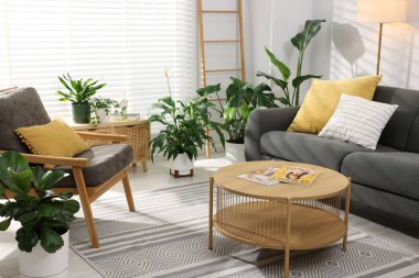Rahat koltuk, kanepe, kahve masası ve farklı saksı bitkileri.