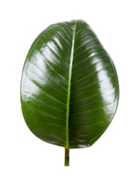 Ficus elastica bitkisinin taze yeşil yaprağı beyaza izole edilmiş.