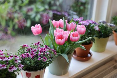 Pencere pervazında bir sürü güzel çiçek açan saksı bitkisi