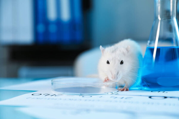 Cute rat, papers, Petri dish and flask with sample on table in laboratory, closeup. Space for text