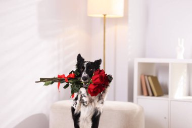 Kırmızı güllü şirin bir Border Collie köpeği.