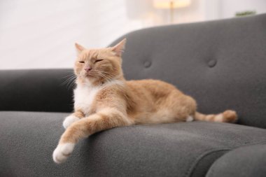 Evdeki kanepede yatan sevimli kızıl kedi.