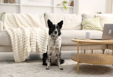 Sevimli Border Collie köpeği evdeki kahve masasının yanında oturuyor.