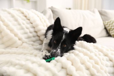 Beyaz kanepede çoraplı şirin Border Collie köpeği, yakın plan.