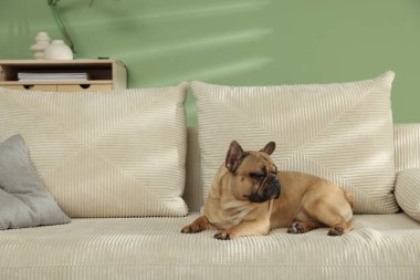 Odadaki kanepede tatlı Fransız bulldog 'u.