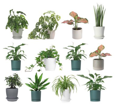 Beyaz tencerelerde farklı ev bitkileri, koleksiyon.