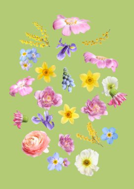 Pastel yeşil arka planda havada güzel bahar çiçekleri