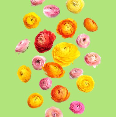 Pastel yeşil arka planda havada güzel bahar çiçekleri. Parlak ranunculuslar uçuyor