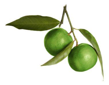 Yeşil kabuklu taze mandalinalar ve beyaz arka planda yapraklar