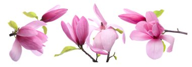 Güzel manolya çiçekleri beyaz renkte izole edilmiş.