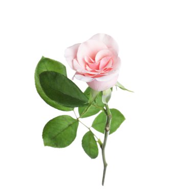 Çiçek açan pembe gül beyazda izole edilmiş. Güzel çiçek.