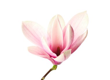 Güzel narin manolya çiçeği beyazda izole edilmiş.