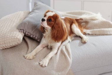 Şövalye Kral Charles Spaniel evde pouf 'ta