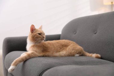 Evdeki kanepede yatan sevimli kızıl kedi.