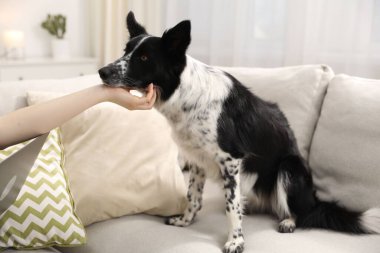 Evdeki kanepede sevimli köpeğini okşayan bir kadın.