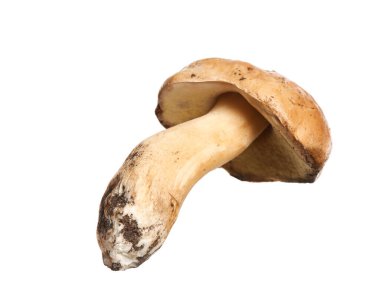 Taze kaygan Jack mantarı beyazda izole edilmiş.