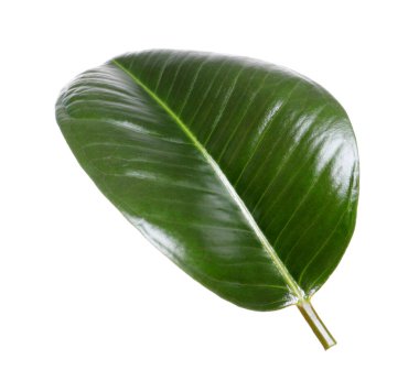Ficus elastica bitkisinin taze yeşil yaprağı beyaza izole edilmiş.