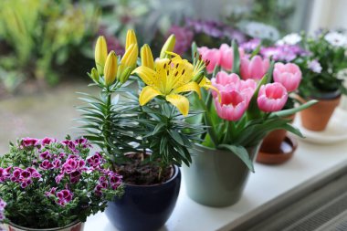 Pencere pervazında bir sürü güzel çiçek açan saksı bitkisi