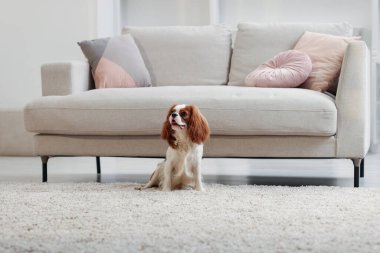 Şövalye Kral Charles Spaniel evdeki kanepenin yanında oturuyor.