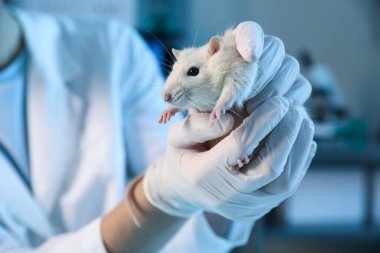 Laboratuvarda fareyle çalışan bilim adamı, yakın plan.